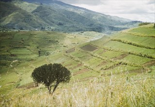 Bakonzo (Bakonjo) shambas in the Rwenzori foothills. A hillside is divided into terraced shambas
