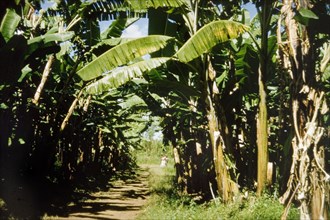 A banana shamba. Green 'matoke' bananas. Traditionally, these bananas are steamed in a 'surfuria'