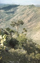 Trees in a Karasuk valley. A phoenix palm (P. reclinata) and an old juniper tree (J. procera) grow