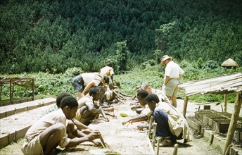 Course at Mafuga Forest nursery. A British Forestry Officer instructs Ugandan workers and British