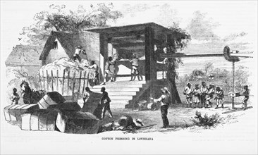 Cotton pressing in Louisiana 1856. Artist unidentified