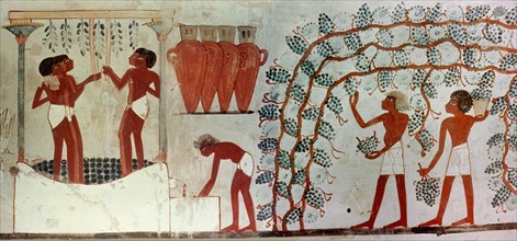 Painting from the tomb of Nakht depicting the gathering if grapes from an arbour, the treading of the grapes and the storage of the wine in hars