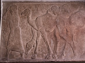 Relief from the central palace depicting female bedouin with camels asking the grace of of king Tilgath Pileser