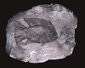 Ostrakon with depiction of a fish