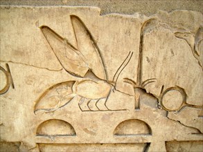 Hieroglyph of a bee from an inscription