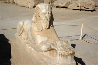 Sphinx with pharaoh head in the forecourt fronting the 2nd Pylon on the Precinct of Amun