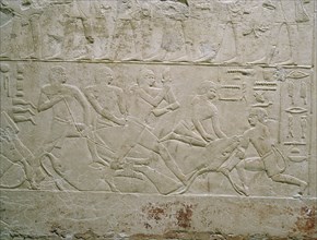 A scene in relief in the tomb of the vizier Mereruka showing men slaughtering an ox