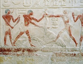 A relief in the tomb of Princess Sesh seshet Idut at Saqqara depicting the quartering of oxen