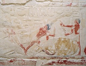 A relief in the tomb of Princess Sesh seshet Idut at Saqqara depict ing the quartering of oxen