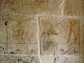 A relief in the tomb of Kagemni depicting two men assisting a cow calving