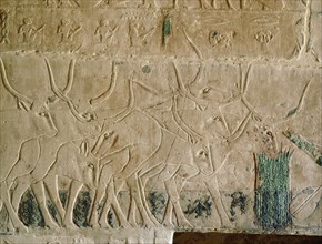 A relief in the tomb of Kagemni depicting a herd of cows