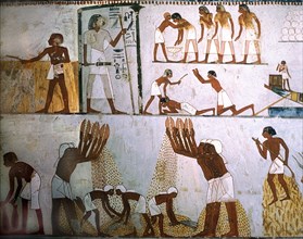 A detail of wall painting in the tomb of Menna showing grain winnowers