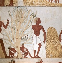 A detail of wall painting in the tomb of Menna showing the harvesting of the wheat