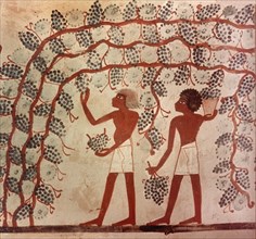 A detail of a painting from the tomb of Nakht depicting the gathering of grapes from an arbour