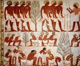 A detail of a painting in the tomb of Userhet, Royal Scribe of Amenophis II