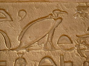 Hieroglyphic image of a vulture, a manifestation of the goddesses Mut and Nekhbet and often a representation of kingship