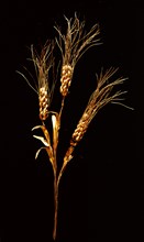 Stalk of wheat (triticum compactum) dividing into three stems with ears