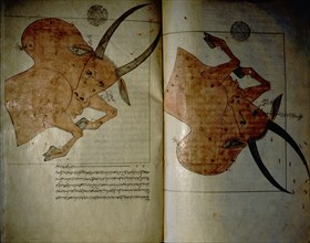 Illustration from a copy of The Book of Fixed Stars, written originally by the great Muslim astronomer Adb al Rahman Umar al Sufi