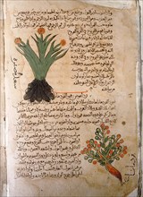 Folio 5v of the Arabic version of Dioscorides De Materia Medica