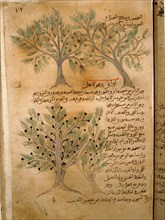 Folio 22r of the Arabic version of Dioscorides De Materia Medica