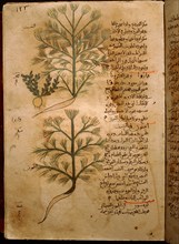 Folio 124r of the Arabic version of Dioscorides De Materia Medica