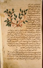 Folio 19r of the Arabic version of Dioscorides De Materia Medica