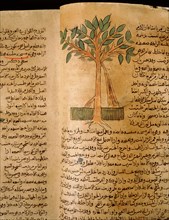 Folio 15v of the Arabic version of Dioscorides De Materia Medica