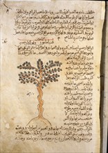 Folio 9r of the Arabic version of Dioscorides De Materia Medica