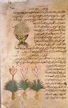Folio 14r of the Arabic version of Dioscorides De Materia Medica