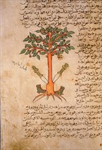Folio 12r of the Arabic version of Dioscorides De Materia Medica
