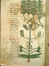 Folio 121r of the Arabic version of Dioscorides De Materia Medica