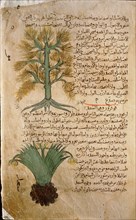 Folio 5r of the Arabic version of Dioscorides De Materia Medica