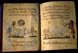 Illustration from Nihayat al Sul, a Mamluk manual on horsemanship and animal husbandry