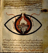 Anatomy of the eye from the islamic medical manuscript of al Mutadibi