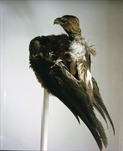 Eagle headdress, probably a personal War Medicine that had been revealed in a vision