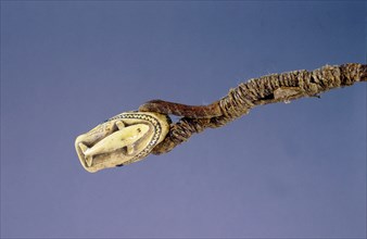 Ivory toggle or canoe fastener in the shape of a seals head, decorated with low relief carving of a whale on the reverse