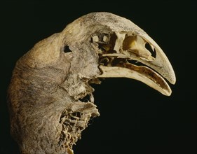 The skull and neck of a moa, mummified in the dry atmosphere of a central Otago cave
