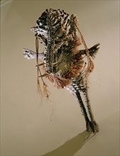 Small basketry image of a flying figure used by Sepik river shaman in healing rituals