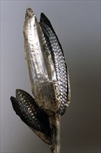 Silver representation of a maize plant