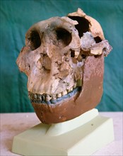 The Zinjanthropus skull, also known as Australopithecus Zinjanthropus Boisei or Nutcracker Man
