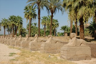 View of the Avenue of Sphinxes added to the temple by the pharaoh Nectanebo I to connect Luxor to Karnak