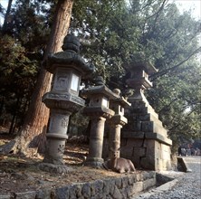 A sacred deer in the park at Nara