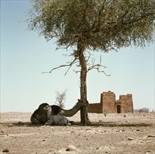 Camels sit in the shade of a tree before the ancient Meroitic temple complex at Naga