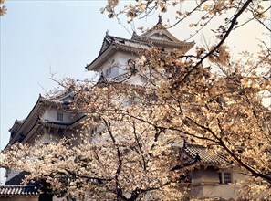 Himeji Castle seen through blossom