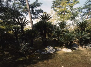 Palm grove in front of the waiting room to the formal tea house in the grounds of Katsura Imperial Villa