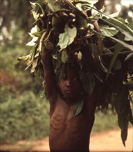 A small Igbo boy gathering useful products from the forest