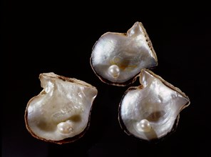 Three pearls displayed inside small oyster shells