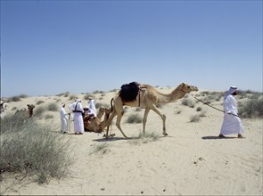 A party of Bedouin leading their camels in the desert