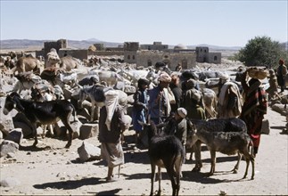Group of Yemenis with donkeys