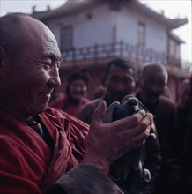 View of lama holding pigeon
